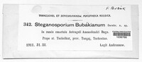 Image of Stegonsporium bubakianum